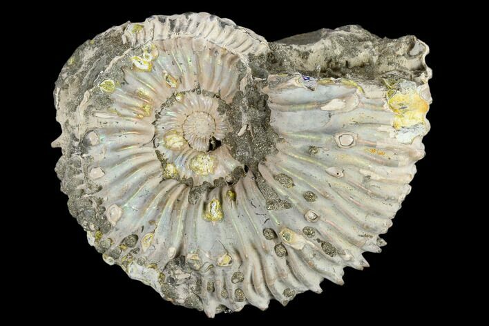 Fossil Ammonite (Kosmoceras) - Russia #117148